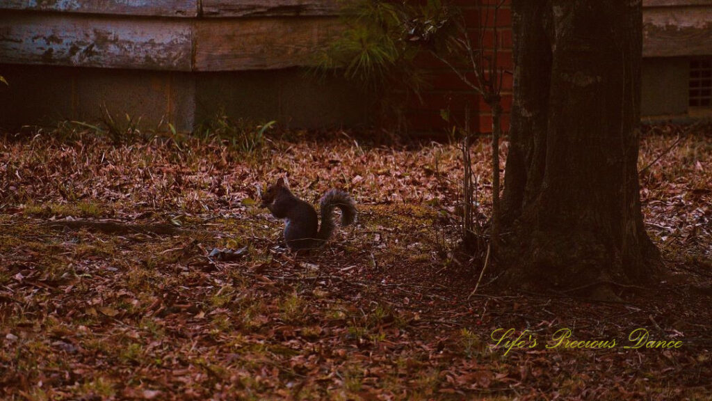 Squirrel eating an acorn in front of an old house at dusk.