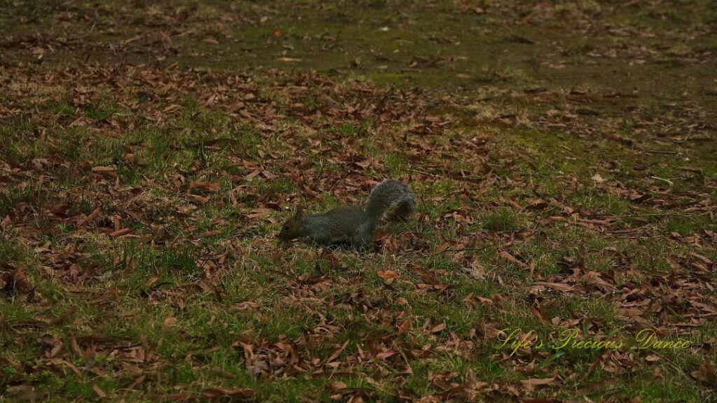 Squirrel foraging for an acorn.