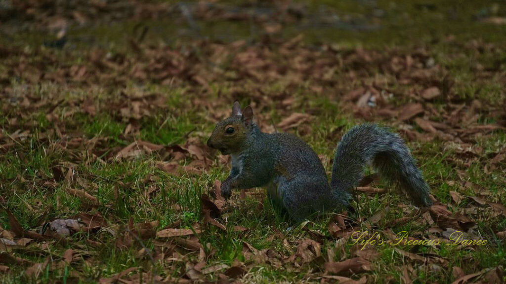 Squirrel with an acorn in its&#039; mouth. Faded leaves in the background.