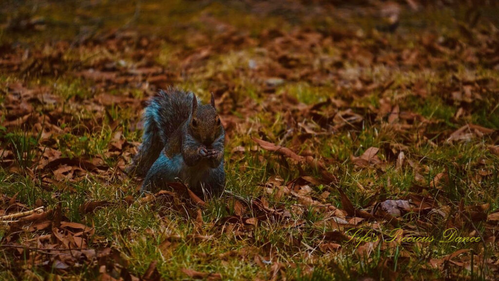 Squirrel with an acorn in its hands staring straight ahead.