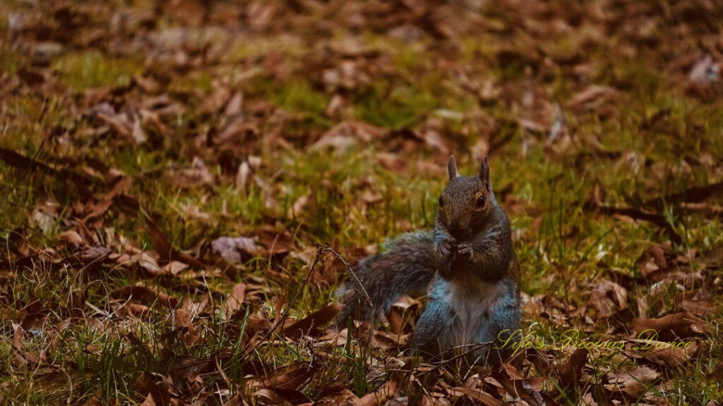 Close up of a squirrel eating an acorn.