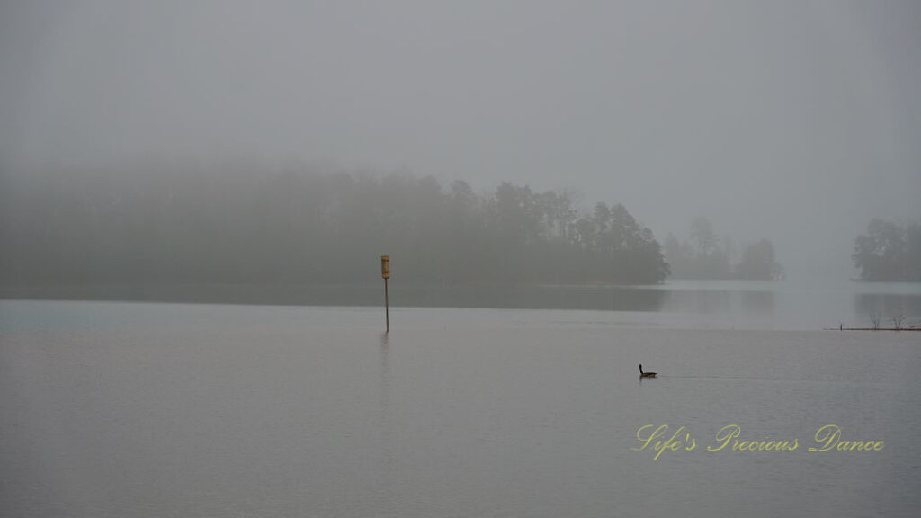 A duck swims to the right of a buoy in a foggy Lake Hartwell. Trees can barely be seen in the background.