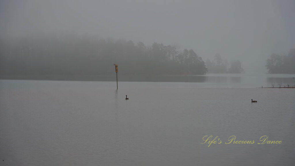 Two ducks swim near a buoy in a foggy Lake Hartwell. A bird can be seen landing on top of the buoy.