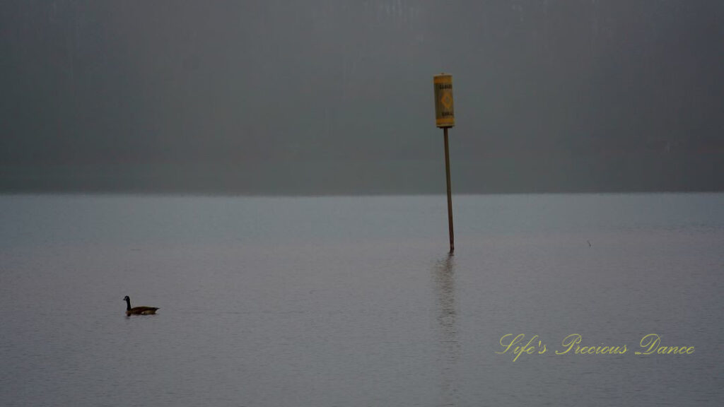 A duck swimming to the left of a buoy in foggy Lake Hartwell.