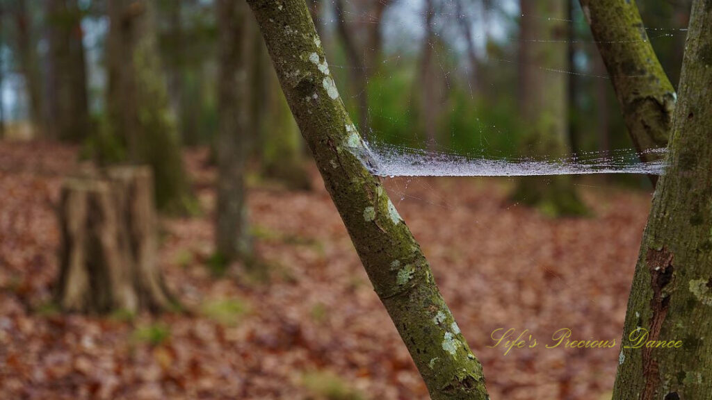 Spider web stretching between limbs on a tree.