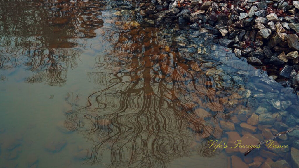 Reflection of a tree in Lake Hartwell, Rocks line the side and can be seen through the water.