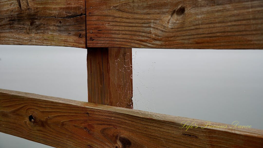 Spider web with rain droplets stretching between the railings of a pier. Fog over the lake in the background.