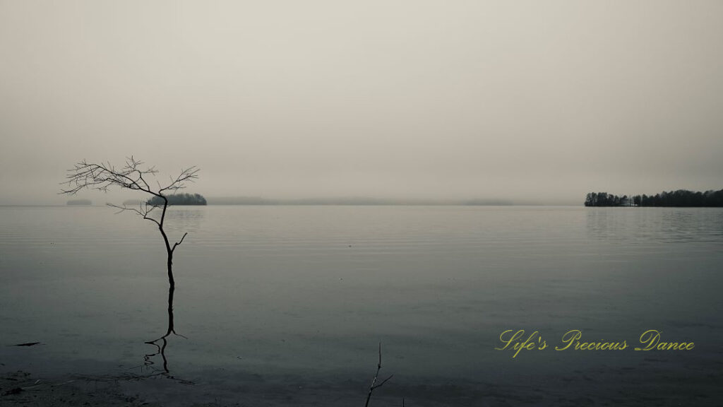 Black and white of a lone dead tree reflecting an in a foggy Lake Hartwell,