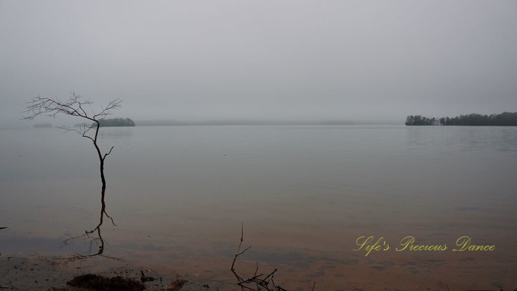 Lone leafless tree growing and reflecting in Lake Hartwell. Fog and trees in the background.