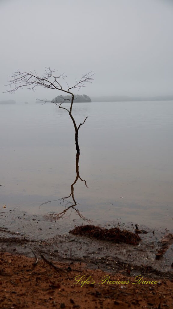 Lone leafless tree growing and reflecting in Lake Hartwell. Fog and trees in the background.