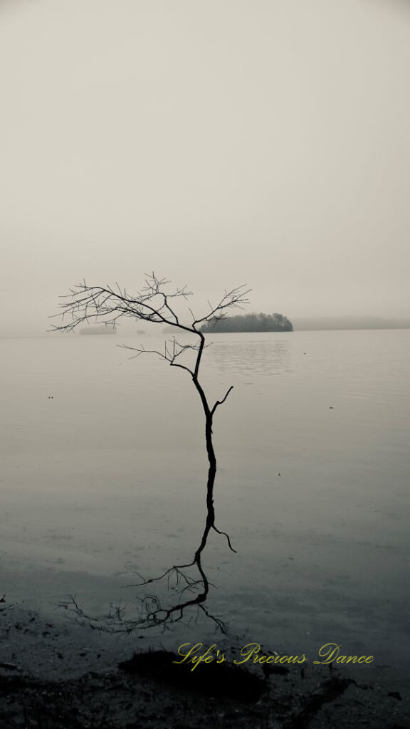 Lone leafless tree growing and reflecting in Lake Hartwell. Fog and trees in the background.