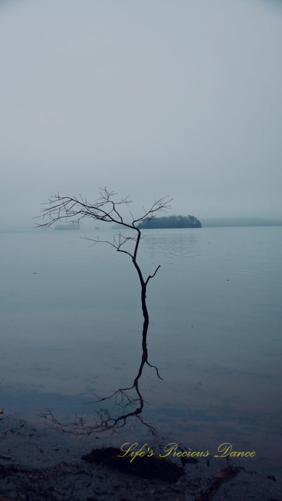 Lone leafless tree growing and reflecting in Lake Hartwell. Fog and trees in the background.