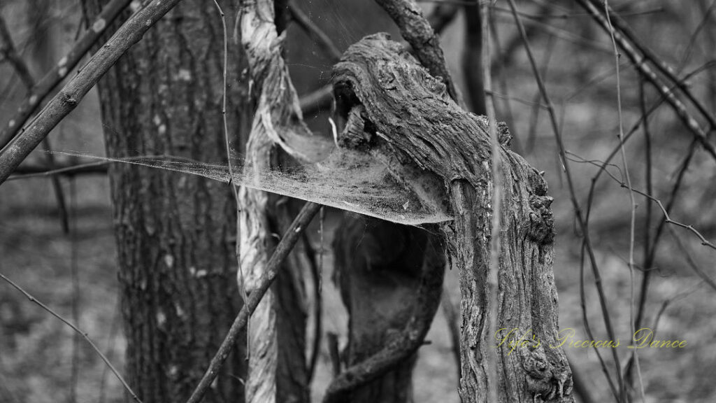 Black and white of a spider web stretching between gnarly branches.