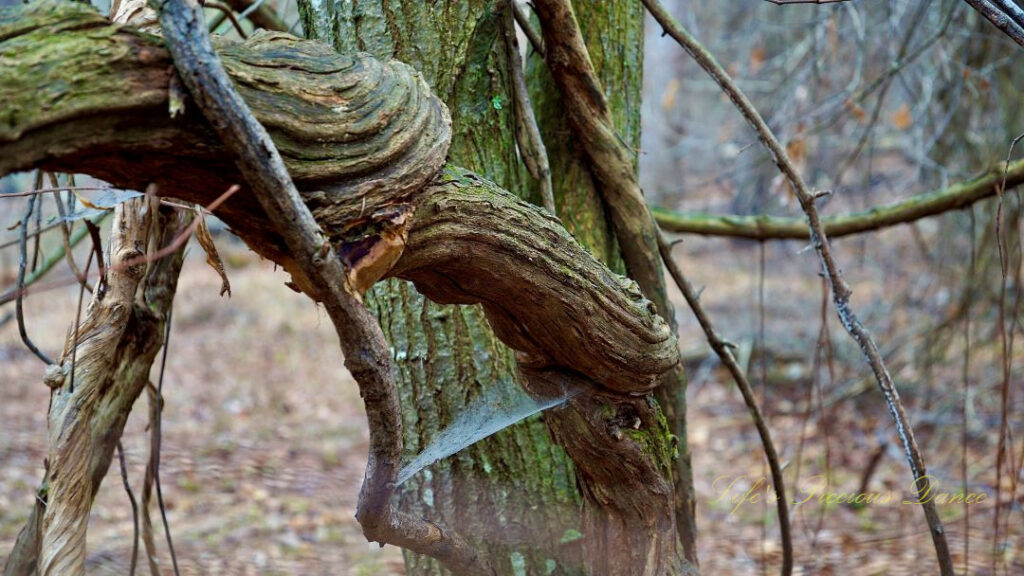 Spider web stretching between gnarly branches.