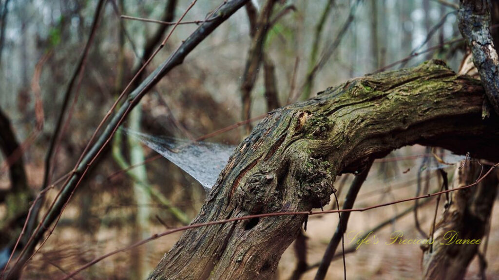 Spider web stretching between gnarly branches.