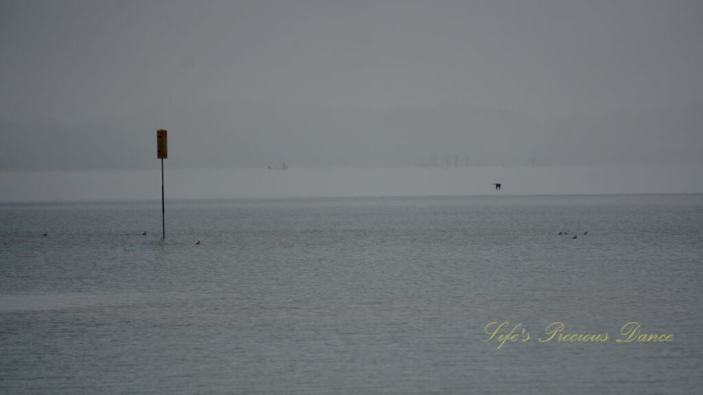 Fog over Lake Hartwell, A buoy and several birds in foreground. A boat and line of trees are barely visible in the background.