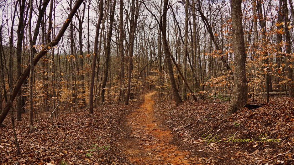 Trail surrounded by bare trees leading to Lake Hartwell.