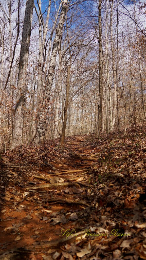 Ground level view of a nature trail at Lake Hartwell State Park.