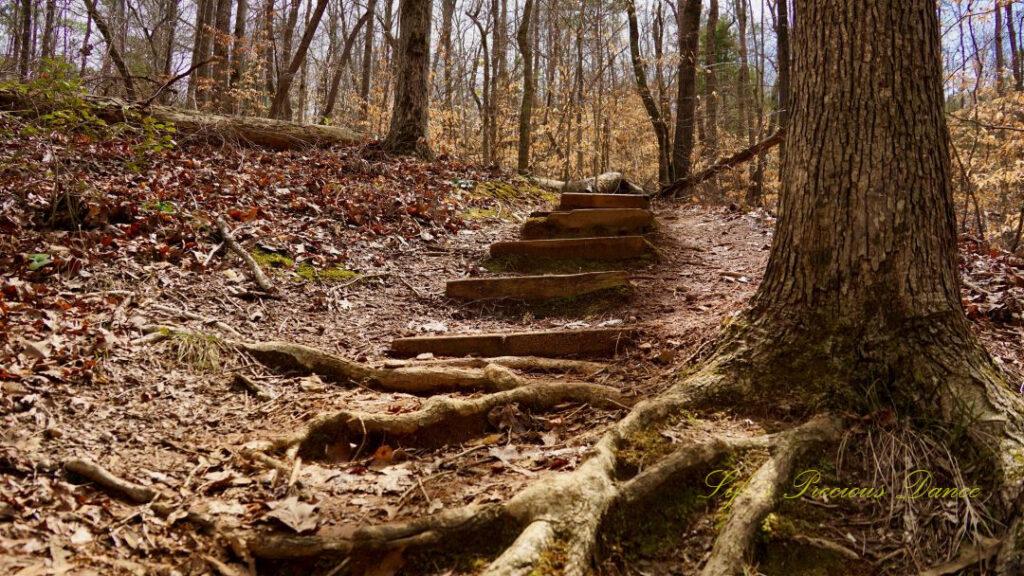 Set of wooden steps on a trail at Lake Hartwell State Park.