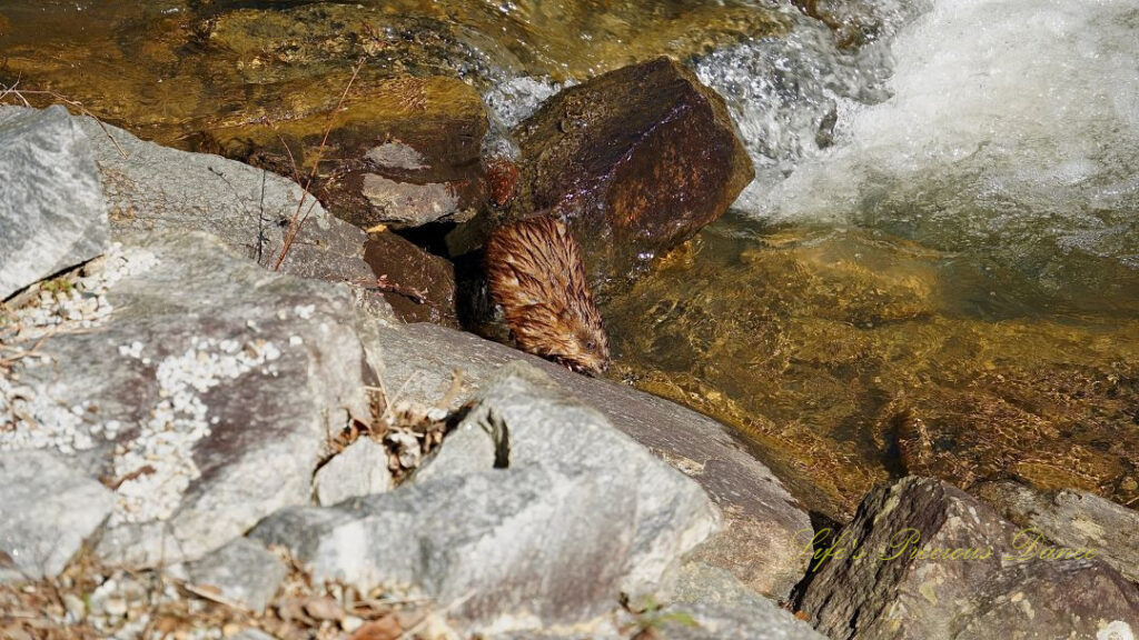 Muskrat in a creek amongst the rocks.