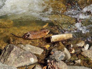Muskrat swimming in a creek amongst the rocks.