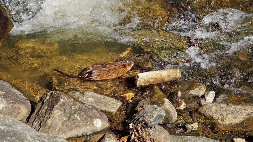 Muskrat swimming in a creek amongst the rocks.