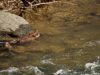 Muskrat swimming in a creek.