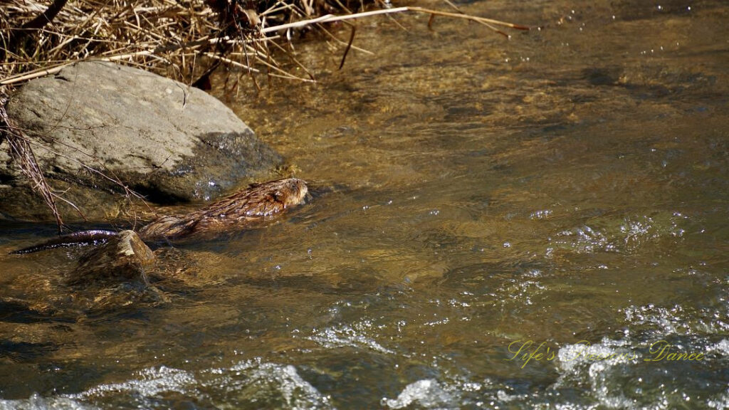 Muskrat swimming in a creek.