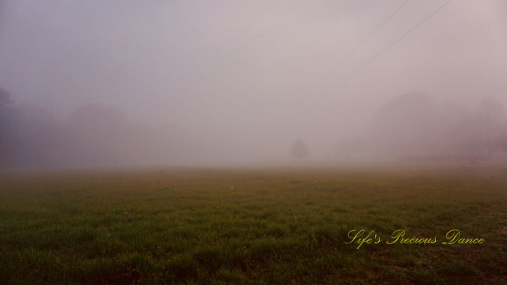 Fog settling in over a pasture at daybreak, with outlines of trees showing,