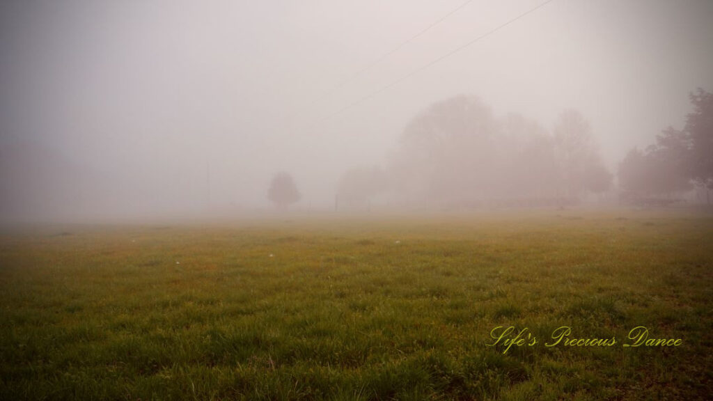 Fog settling in over a pasture at daybreak, with outlines of trees showing,