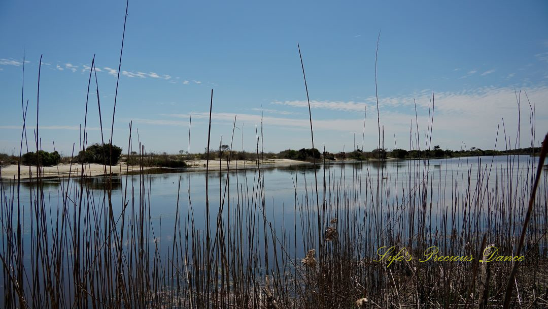 Landscape view looking through reeds at a marsh along the coast.