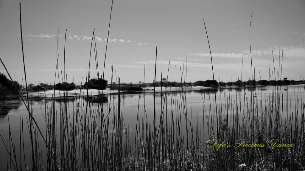 Black and white landscape view looking through reeds at a marsh along the coast.