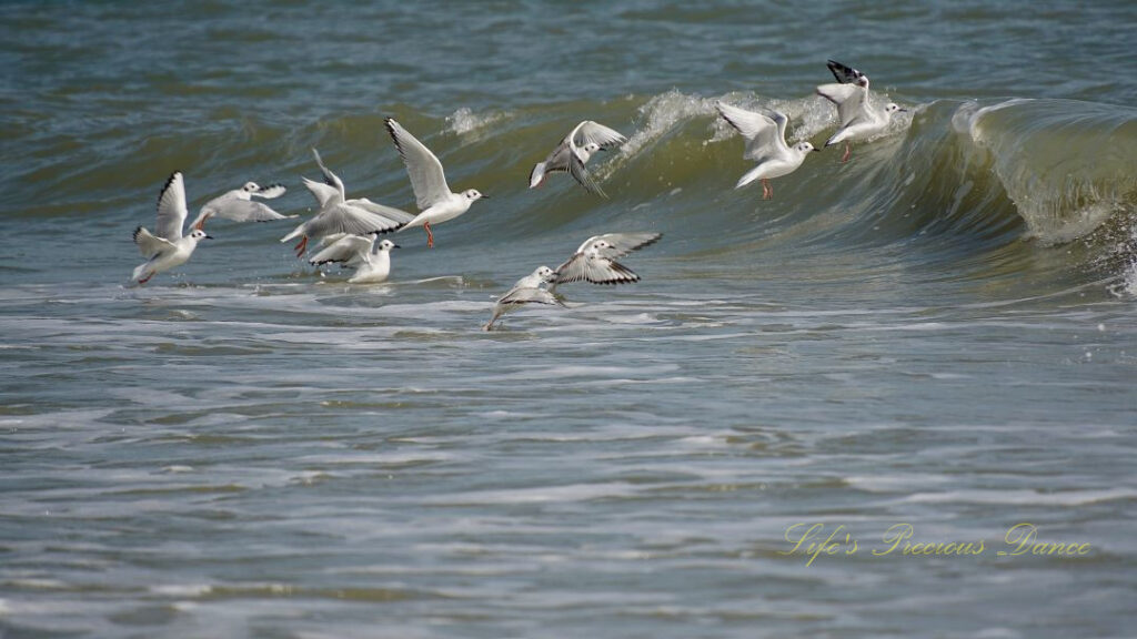 Seagulls flying in front of an ocean wave.