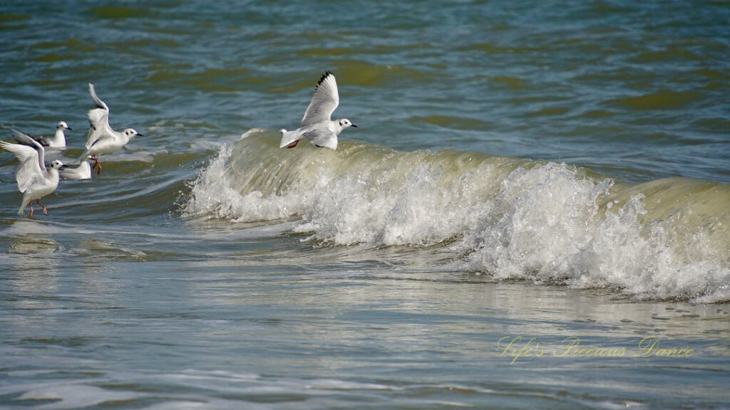 Seagulls flying above an ocean wave.