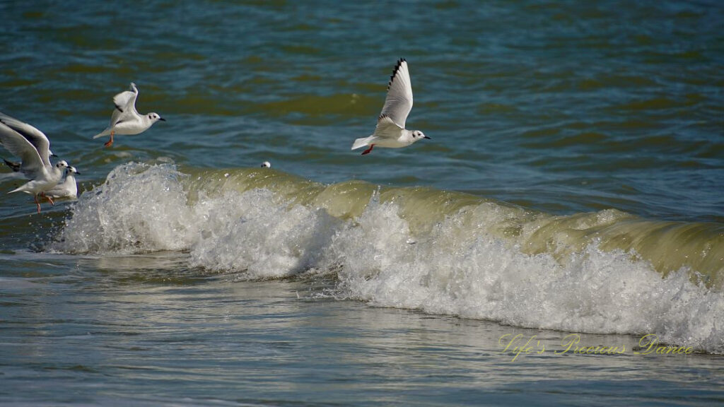 Seagull flying above an ocean wave.