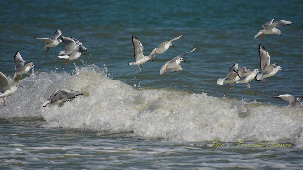 Seagulls flying above an ocean wave.