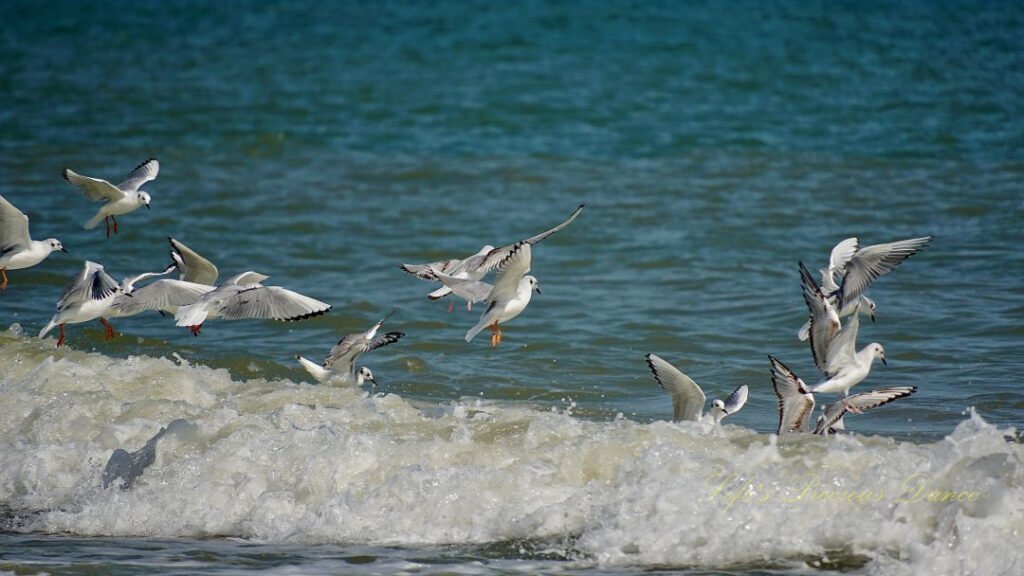 Seagulls flying above an ocean wave.