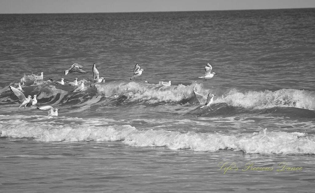 Black and white of seagulls riding and flying above an ocean wave.