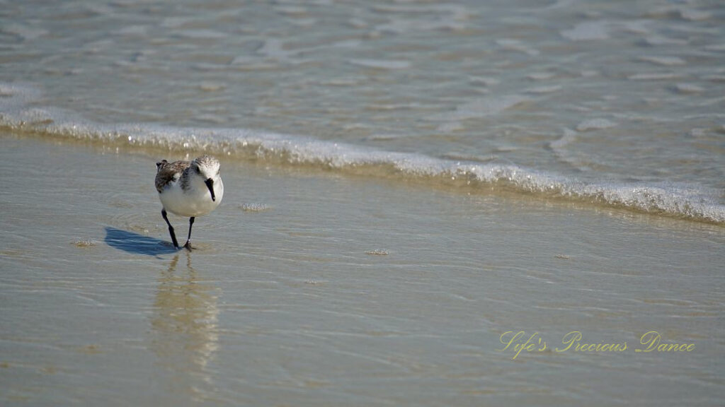 Sanderling reflecting on the beach as waves roll in.