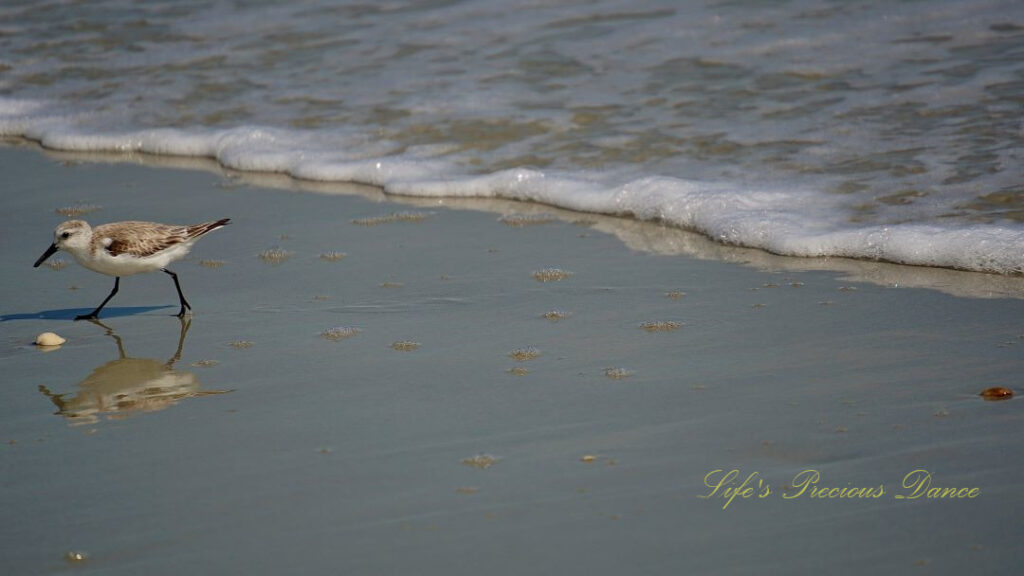 Sanderling in front of a shell reflecting on the beach as waves roll in.