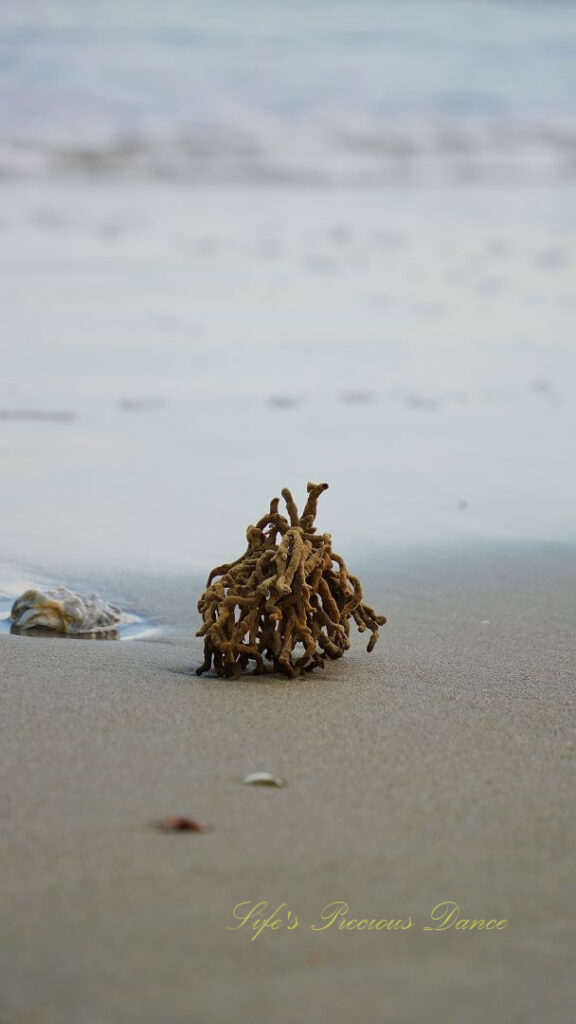 Seaweed on a beach. Ocean waves in the background