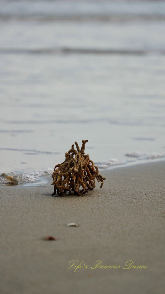 Seaweed on a beach. Ocean waves in the background