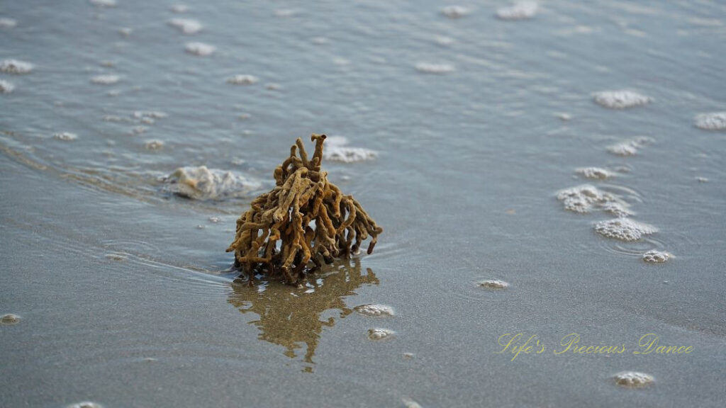 Seaweed on a beach reflecting in the water.