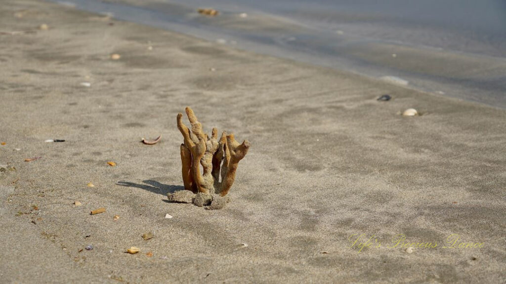 Seaweed standing on the beach amongst seashells.