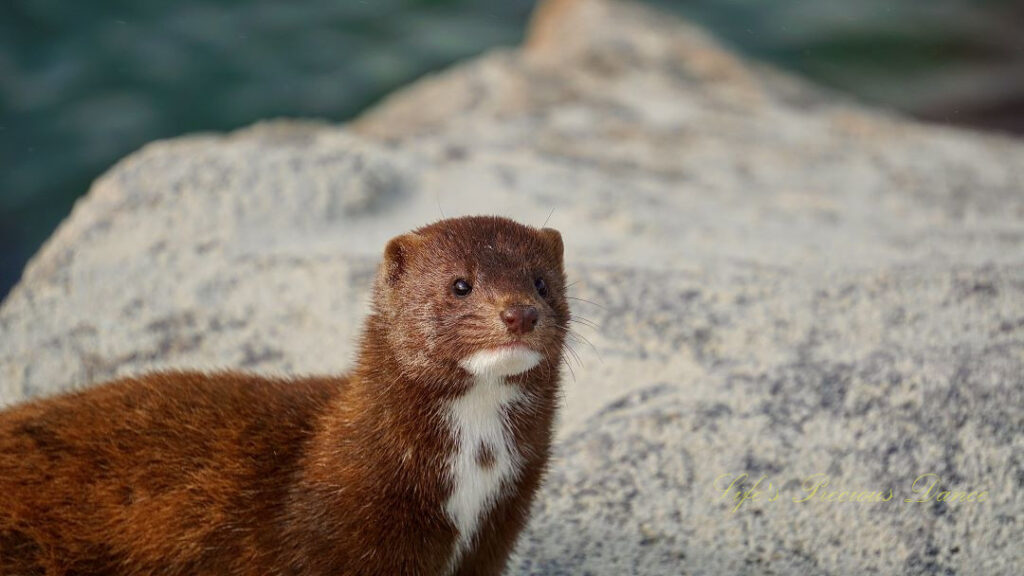 Mink staring straight ahead with a large rock in the background.