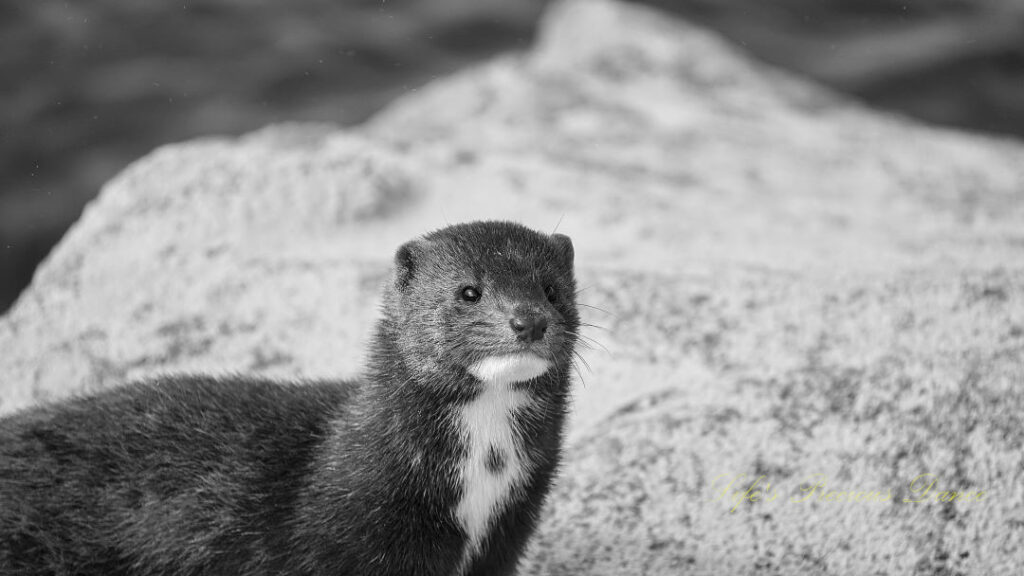 Black and white of a mink staring straight ahead with a large rock in the background.