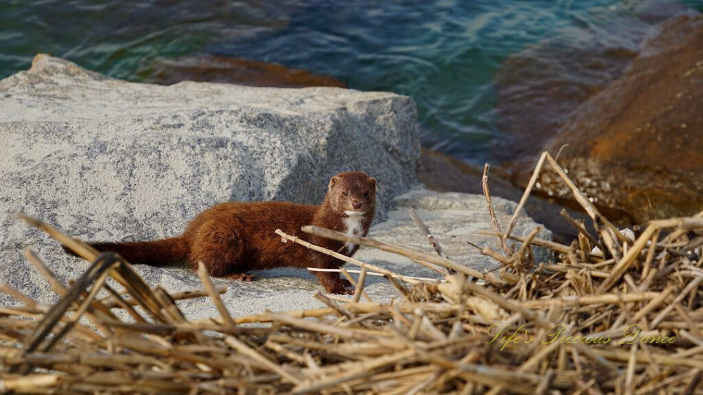 A mink standing on rocks down along the jetty at Huntington Beach.