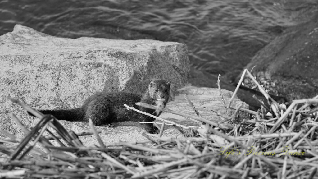 Black and white of a mink standing on rocks down along the jetty at Huntington Beach.