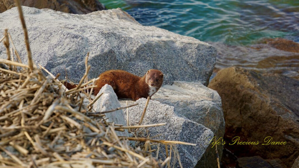 A mink standing on rocks down along the jetty at Huntington Beach.