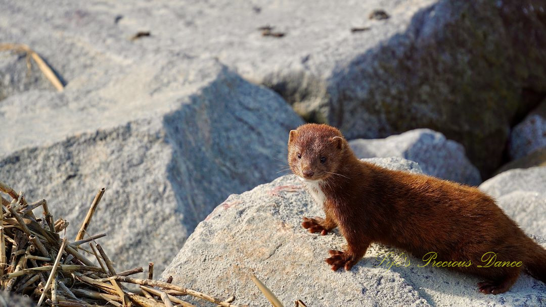 A mink standing on rocks down along the jetty.